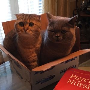 Meet your Posher, Viola